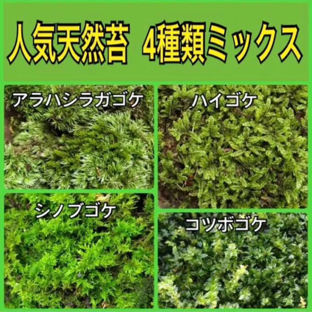 いくたん様専用  天然苔ミックス 4種類 ＋ 苔用土    ハンドメイドのフラワー/ガーデン(その他)の商品写真