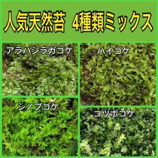 いくたん様専用  天然苔ミックス 4種類 ＋ 苔用土   (その他)