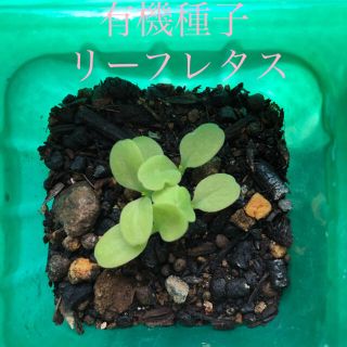 リーフレタス　4〜5苗　有機種子(野菜)