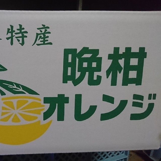 熊本県産 河内晩柑 10㎏ 普通～大玉 家庭用 食品/飲料/酒の食品(フルーツ)の商品写真