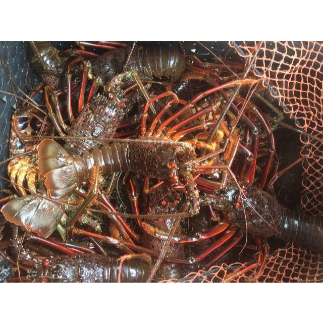 魚介送込）　本州最南端の地より　活伊勢海老　３キログラム（和歌山県産）