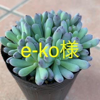 多肉植物(プランター)