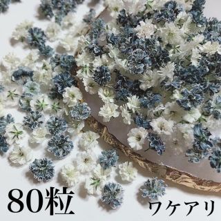 かすみ草　ドライフラワー　ブラック(ドライフラワー)