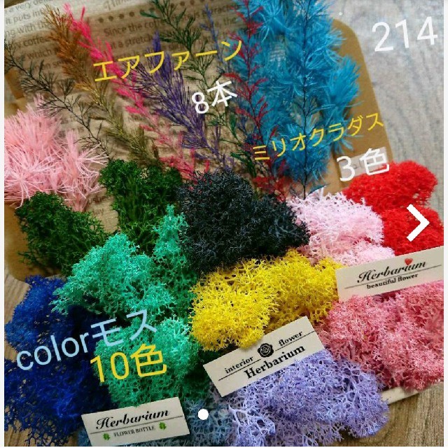 ＳOLD☆花材～sea colorfulモス&エアファーンbox☆214ヘリクリサム