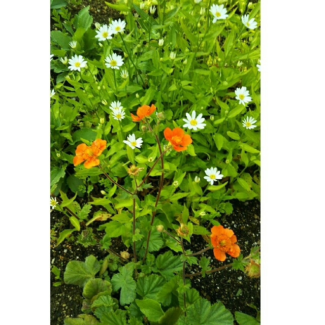 花💠の苗セット ハンドメイドのフラワー/ガーデン(その他)の商品写真