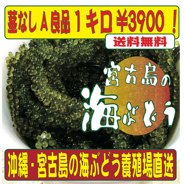 沖縄直送 海ぶどう 2キロ　茎無し　A良品　送料無料！