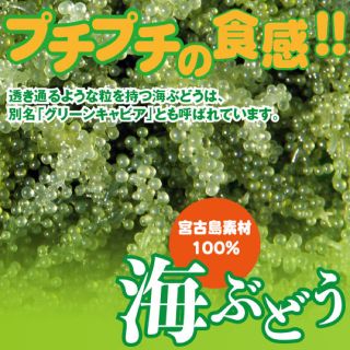 沖縄 宮古島直送!海ぶどう 1キロ 茎なし A良品でこの値段は今だけ