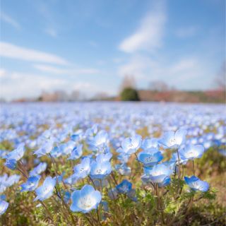 ふみ様専用(その他)