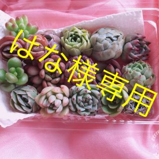 はな様専用韓国多肉植物  ミニ寄せ植えセット  16種(K)(その他)