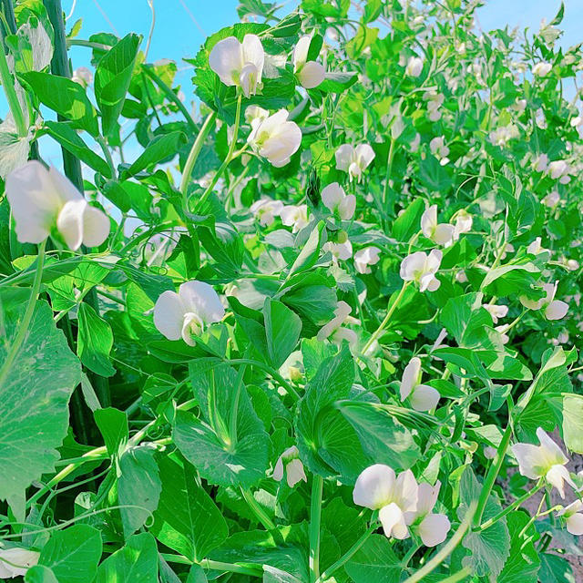 スナックえんどう 食品/飲料/酒の食品(野菜)の商品写真