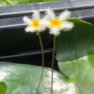 メダカに優しい【自家繁殖】ガガブタ 1株 殖芽 日本産水草めだかの産卵床にも最適(アクアリウム)