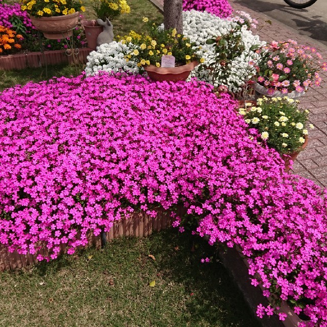 お花の種 ピンクパンサー シレネ ハンドメイドのフラワー/ガーデン(プランター)の商品写真