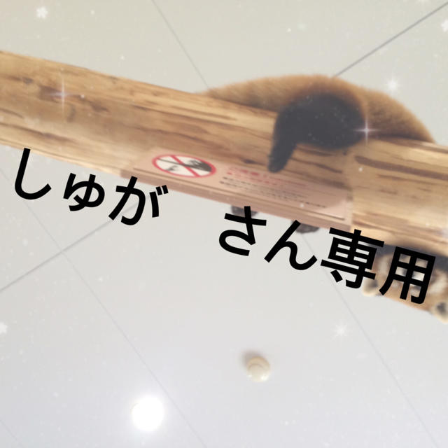 しゅがさん 専用の通販 by めぐこす。's shop|ラクマ