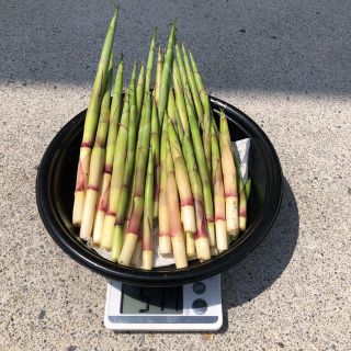 笹だけ 500g(野菜)