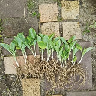 きぼうし ホスタ 10株(その他)