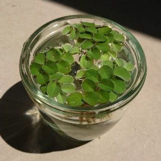 【水草/浮草】サルビニア・ククラータ（無農薬）3株★いまならフウの実1個おまけ★(アクアリウム)