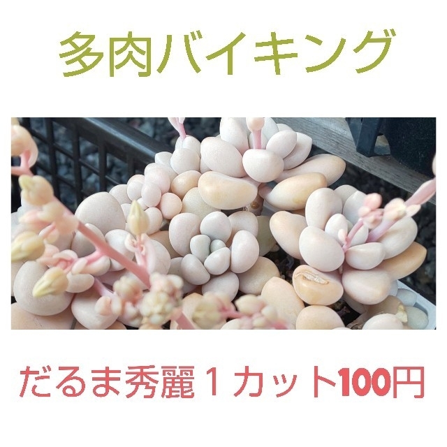 ★だるま秀麗 カット苗 多肉植物 ハンドメイドのフラワー/ガーデン(その他)の商品写真