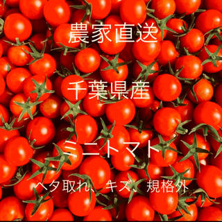 ミニトマト 2キロ(野菜)