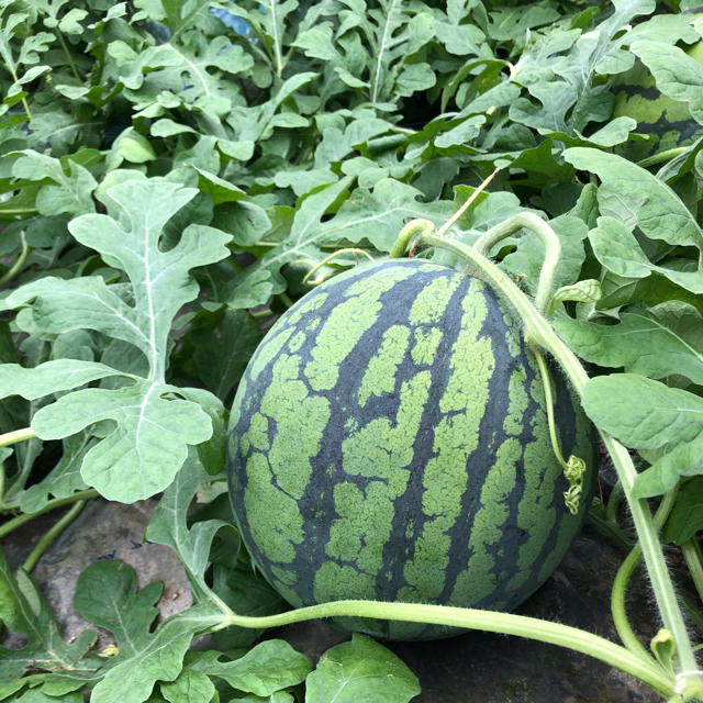 熊本 植木産 大玉スイカ 2Lサイズ以上 食品/飲料/酒の食品(野菜)の商品写真