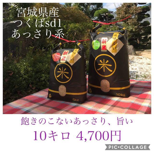 コロナ応援キャンペーン！！あっさりでも旨い✼宮城県産つくばｓｄ１　10キロ