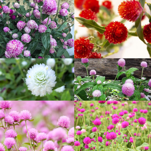 6種類 千日紅の種 ハンドメイドのフラワー/ガーデン(その他)の商品写真