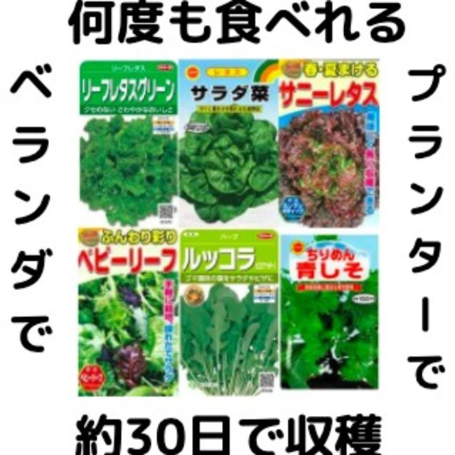 【すぐに何度でも収穫できるサラダ野菜の種6セット！】ベランダ、プランター 食品/飲料/酒の食品(野菜)の商品写真