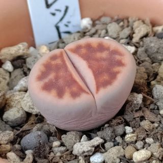 多肉植物◎トップレッド(その他)