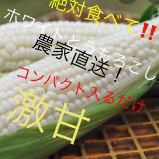 激甘高級ホワイトとうもろこしコンパクト入るだけ6月発送予定専用品(野菜)