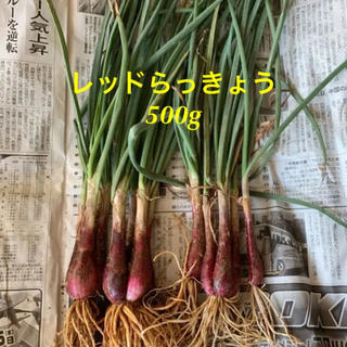 沖縄産 レッドらっきょう 1㎏(野菜)
