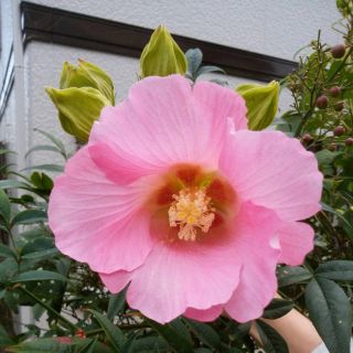 芙蓉の種(その他)