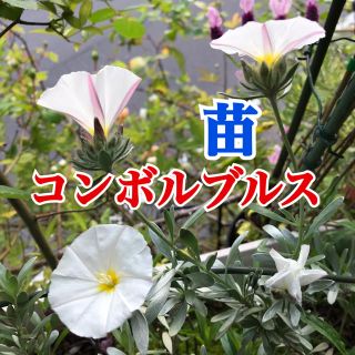 花苗 コンボルブルス (その他)