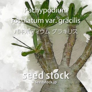 チョコ代引不可 パキポディウムの種 グラキリス 個ほか スーパーセール半額 インテリア 住まい 日用品 インテリア 住まい 日用品その他 Www Roe Solca Ec