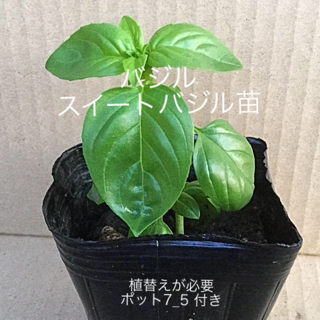 バジル スイートバジル苗 1 株 植替えが必要 ポット7 5 付きの通販 By 電子工作 Ld光 S Shop ラクマ