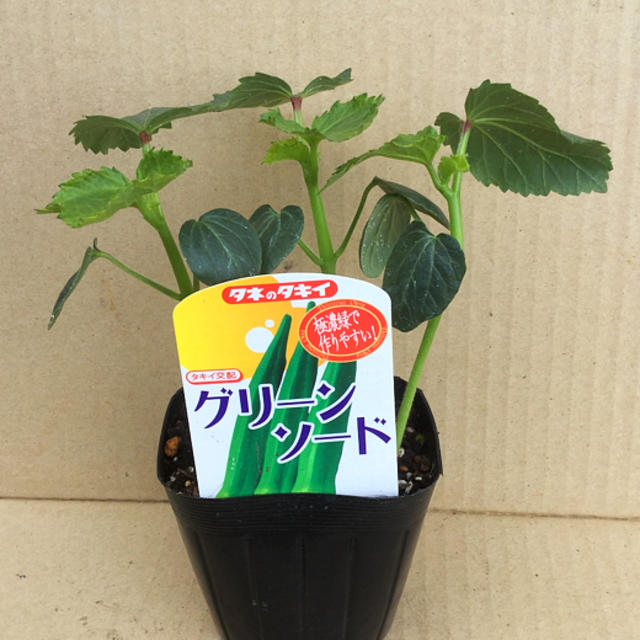 グリーンソード オクラ 3苗 9cm ポット付の発送 食品/飲料/酒の食品(野菜)の商品写真
