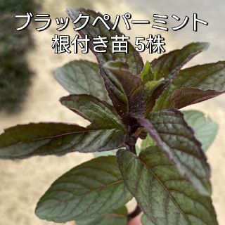 ブラックペパーミント 根付き苗(野菜)