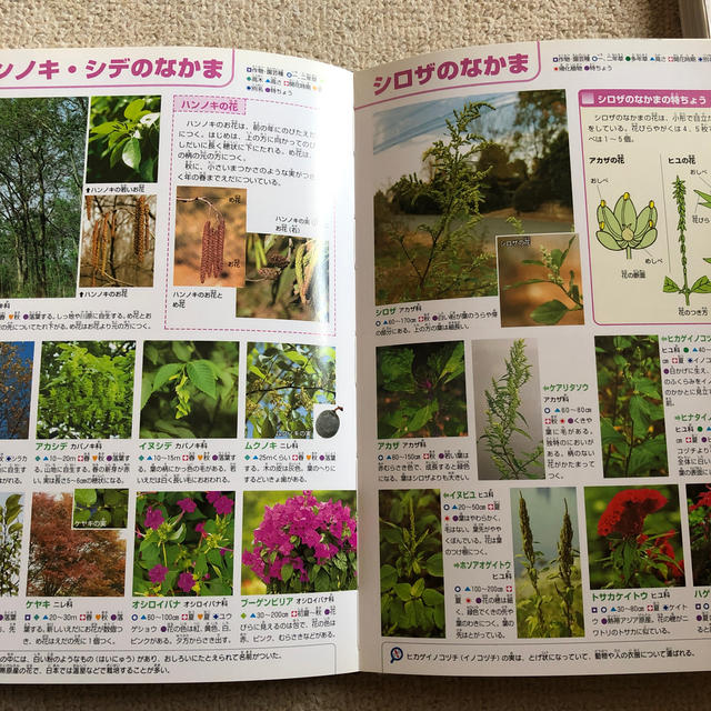 ジュニア学研の図鑑「植物」 エンタメ/ホビーの本(絵本/児童書)の商品写真