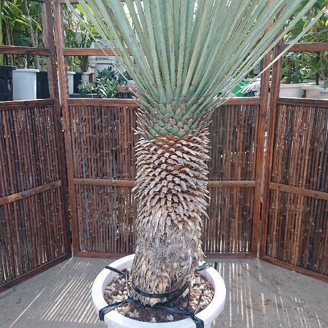 1. ユッカ ロストラータ yucca rostrata ハンドメイドのフラワー/ガーデン(その他)の商品写真