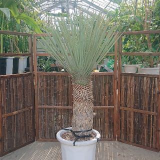 1. ユッカ ロストラータ yucca rostrata(その他)