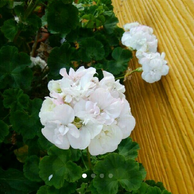 ゼラニウム白 | フリマアプリ ラクマ