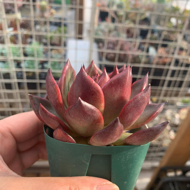 多肉植物 ルブラ 抜き苗