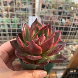 多肉植物 ルブラ 抜き苗の通販 by ゆき&のんちゃんのお店屋さん|ラクマ