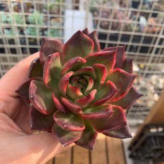 多肉植物 ルブラ 抜き苗の通販 by ゆき&のんちゃんのお店屋さん|ラクマ