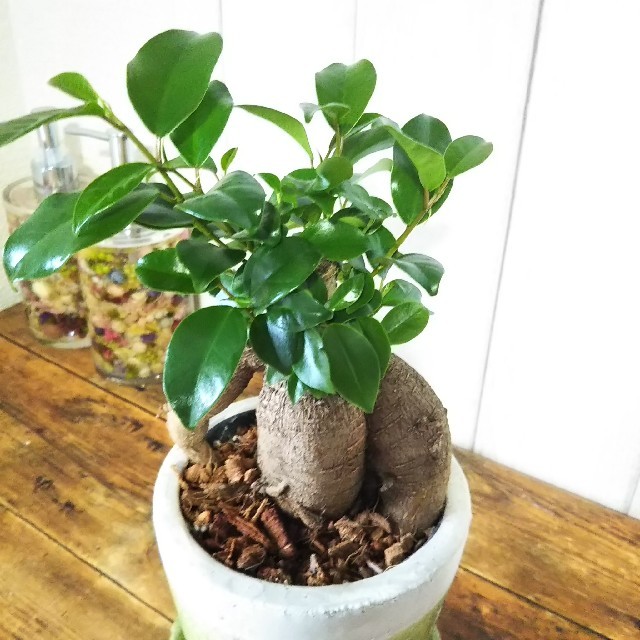 再入荷 可愛いガジュマル アンティーク陶器鉢 聖木 精霊宿るされている観葉植物の通販 By トランク S Shop ラクマ 再入荷 可愛いガジュマル アンティーク陶器鉢 聖木 精霊宿るされている観葉植物の通販 By トランク S Shop ラクマ