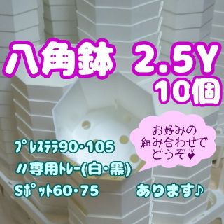 プラ八角鉢 カネヤ【2.5Y】10個 多肉植物(プランター)