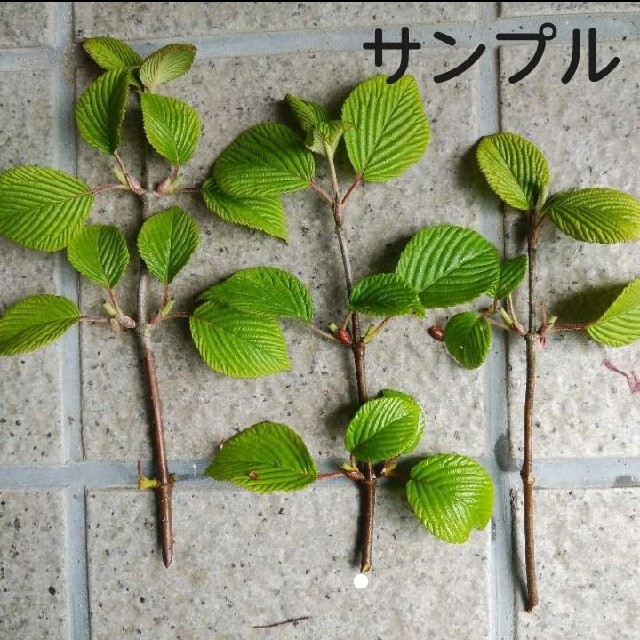 オオデマリ大手毬挿し木用 挿し穂 カット苗の通販 By Mi S Shop ラクマ オオデマリ大手毬挿し木用 挿し穂 カット苗の通販 By Mi S Shop ラクマ