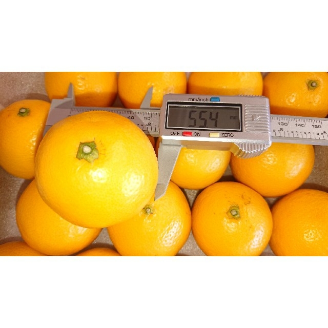温室 小夏 3Sサイズ 約1.1kg 高知県産 宅配便コンパクト 食品/飲料/酒の食品(フルーツ)の商品写真
