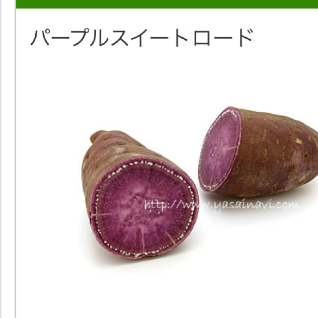 サツマイモ苗ー紫芋１０本 食品/飲料/酒の食品(野菜)の商品写真