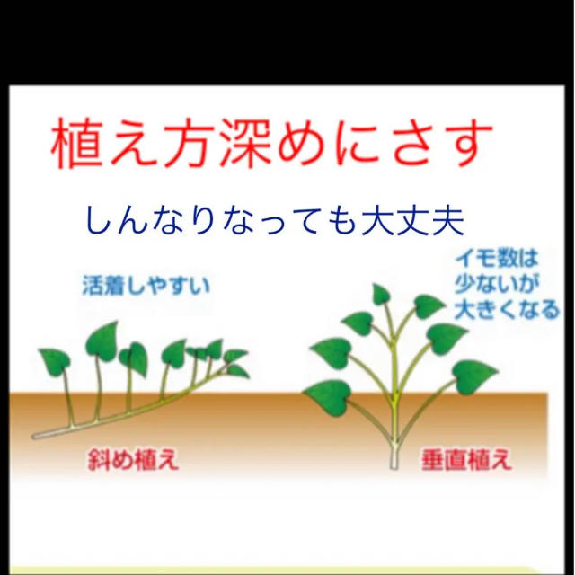 サツマイモ苗ー紫芋１０本 食品/飲料/酒の食品(野菜)の商品写真