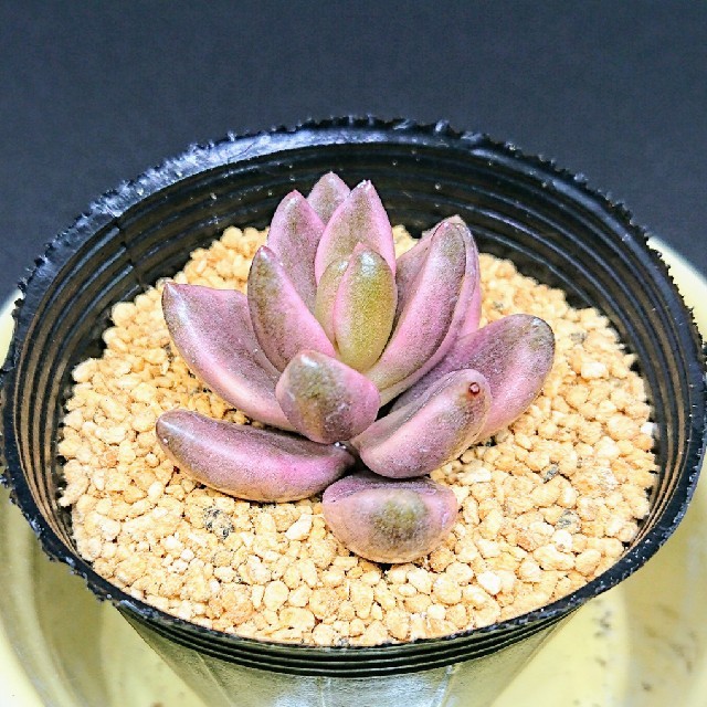 チョコレート錦 カット苗 多肉植物の通販 by 廉 shop|ラクマ チョコレート錦 カット苗 多肉植物の通販 by 廉 shop|ラクマ