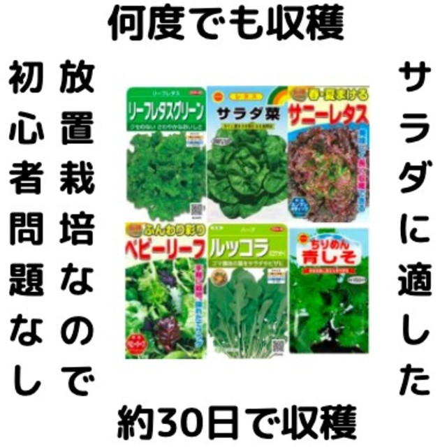 【すぐに何度でも収穫できるサラダ野菜の種6セット！】ベランダ、プランター 食品/飲料/酒の食品(野菜)の商品写真